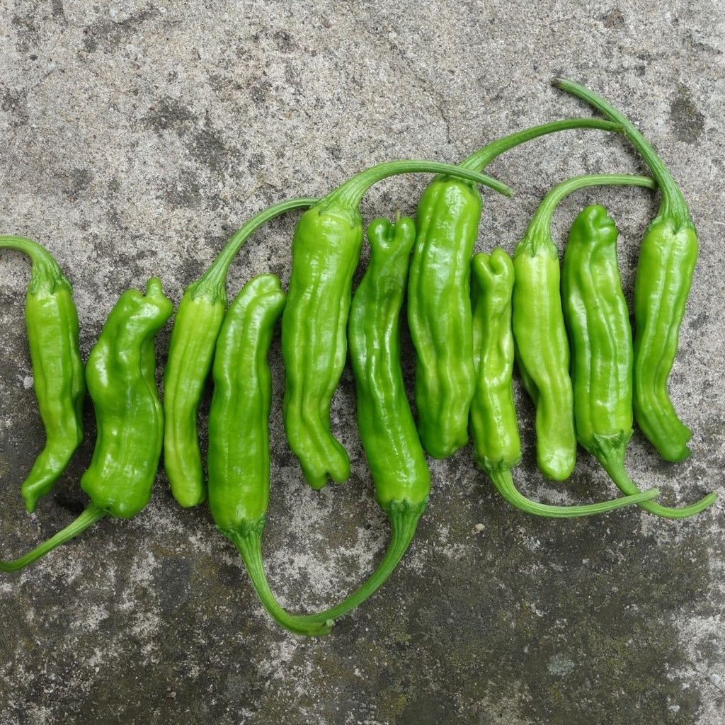 All About Shishito Peppers and How To Cook Them