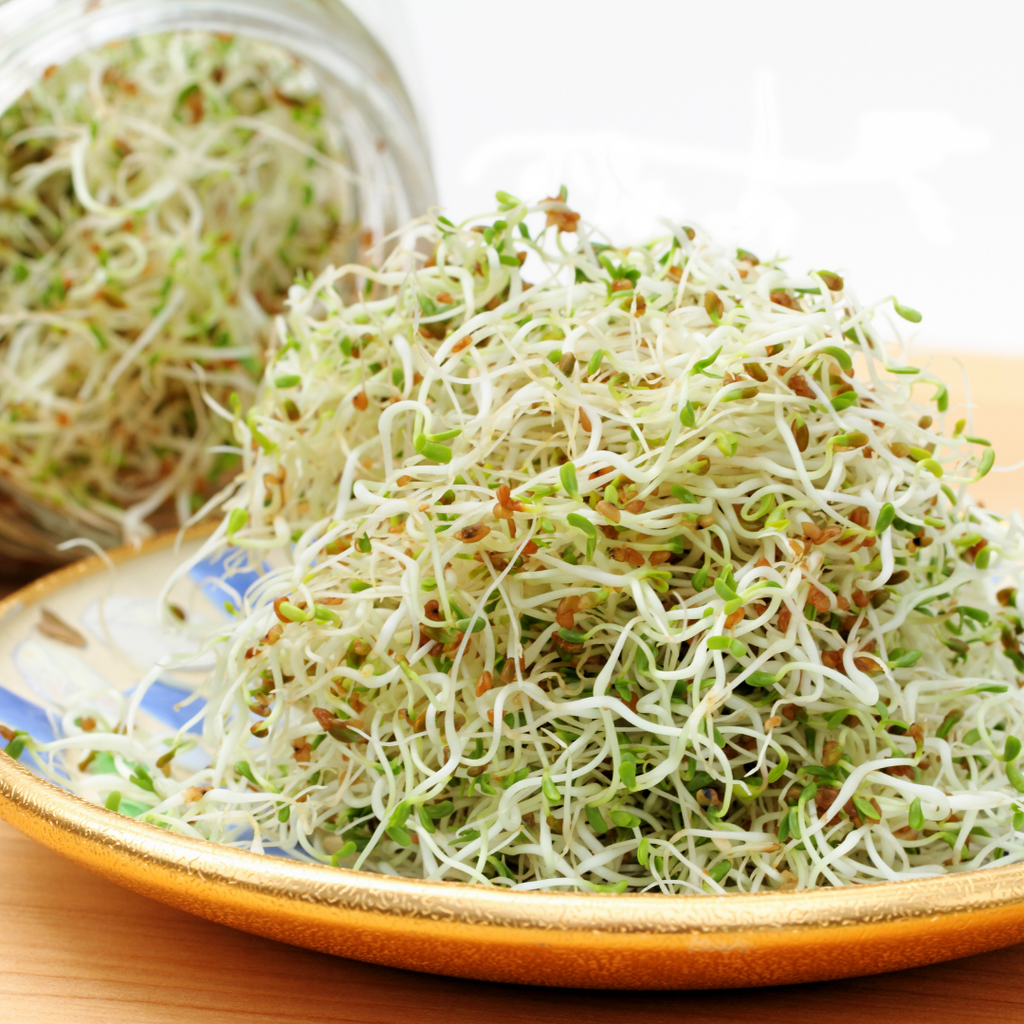 How to Grow Alfalfa Sprouts at Home!