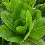 Lettuce Head - Farmer's Choice