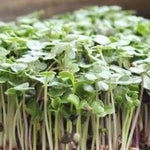 Microgreens - Cabbage