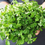 Pea Shoots (clamshell container)
