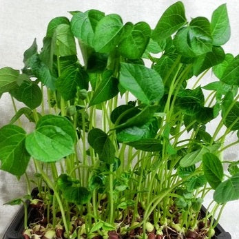 Microgreens - Bean (clamshell container)