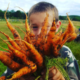 Carrots (8-10 in bunch)