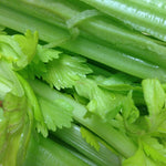 Celery (bunched stalks)
