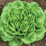 Lettuce Head - Farmer's Choice