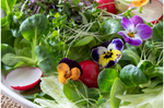 Microgreens - Basic Salad Mix