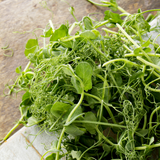 Pea Shoots (clamshell container)
